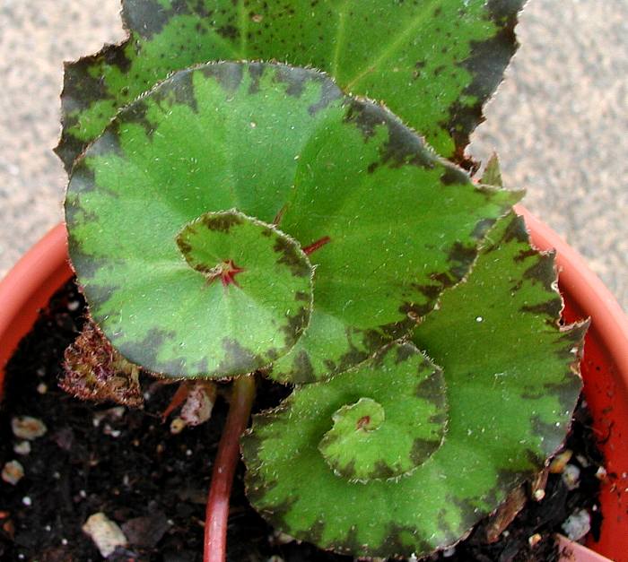 B. ‘Curly Zip’